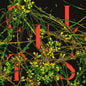 Cults- Host